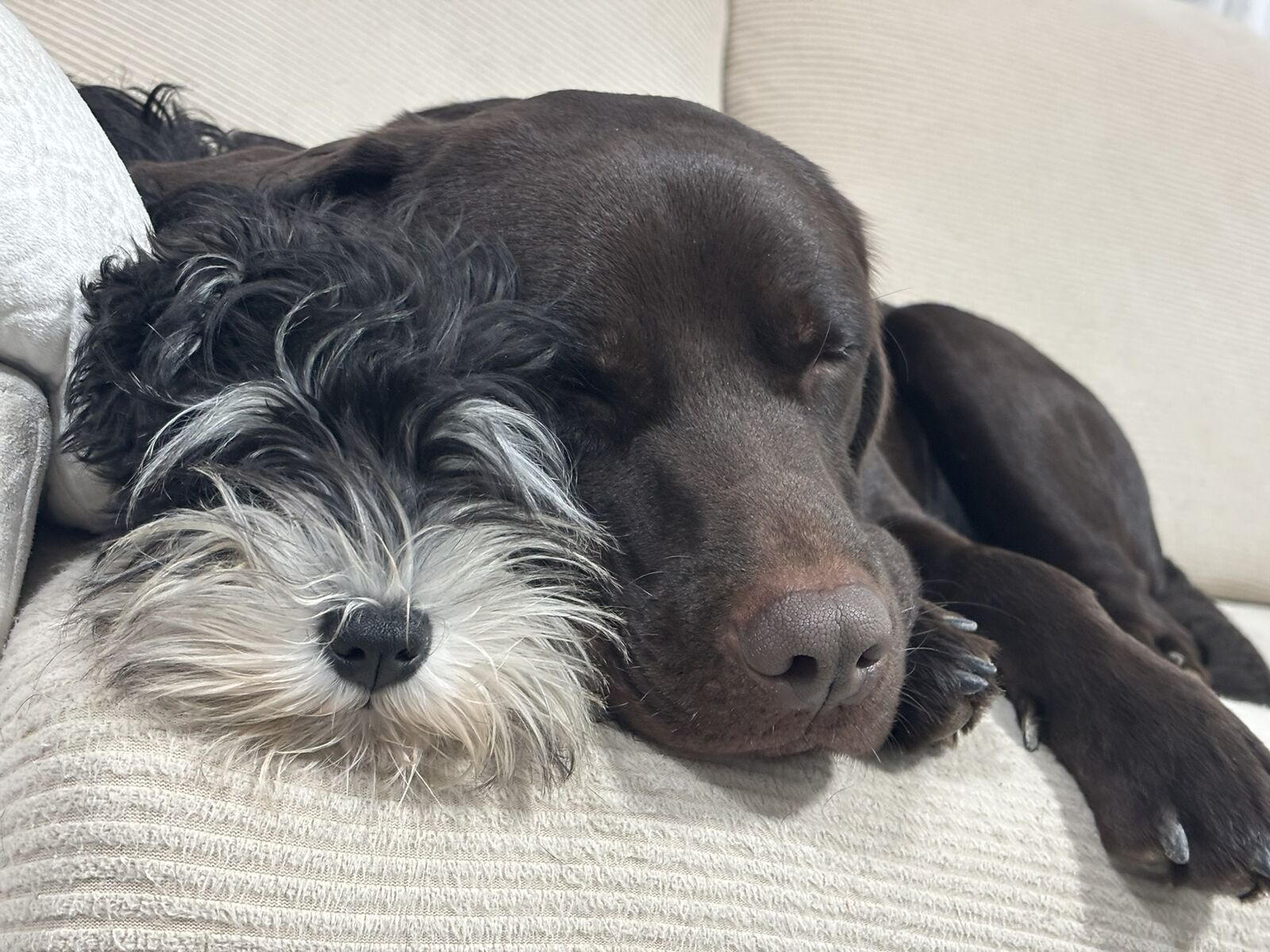 Perros descansando en el sofá de casa