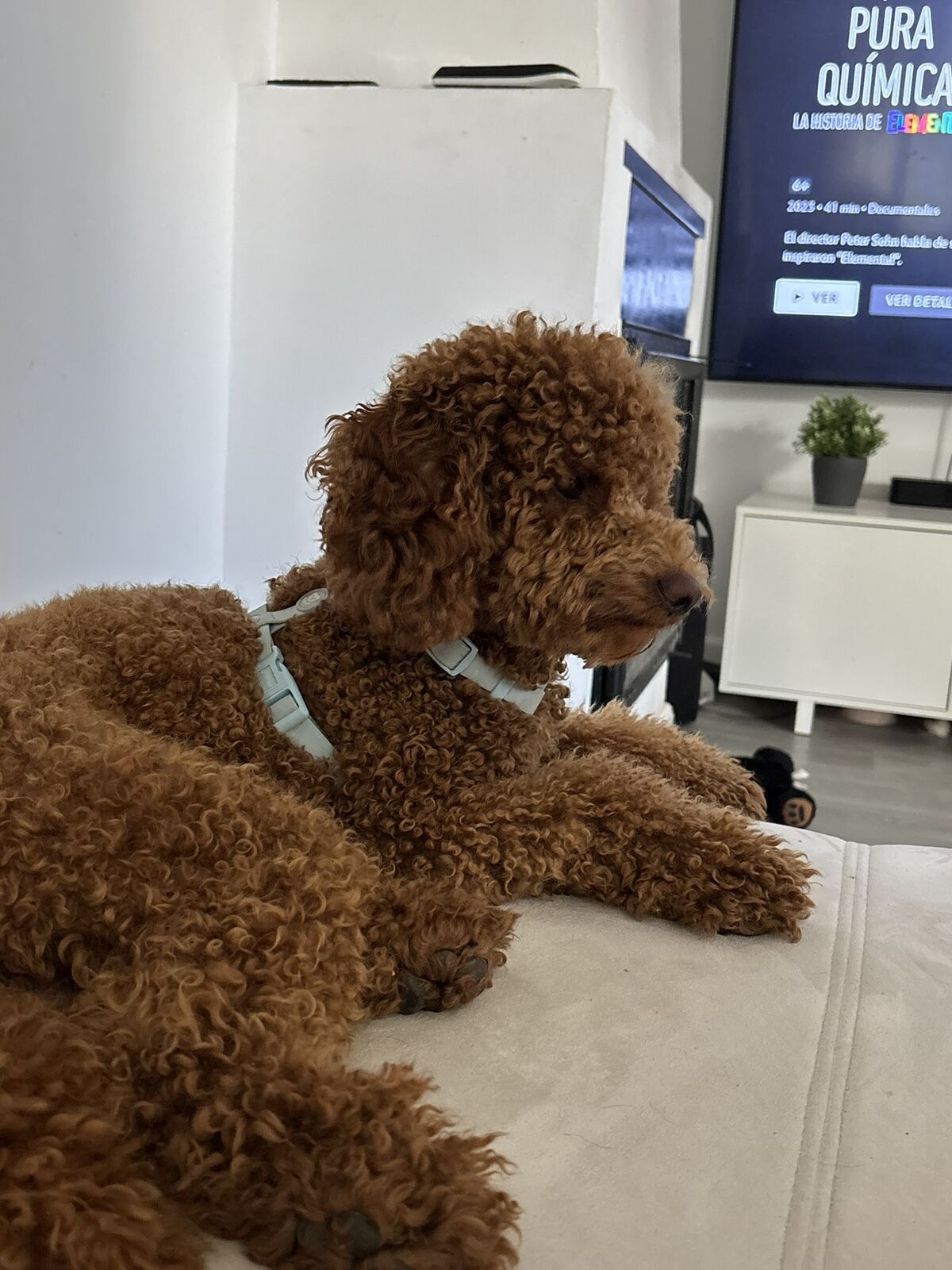 Perro alojado en Aloha Guau