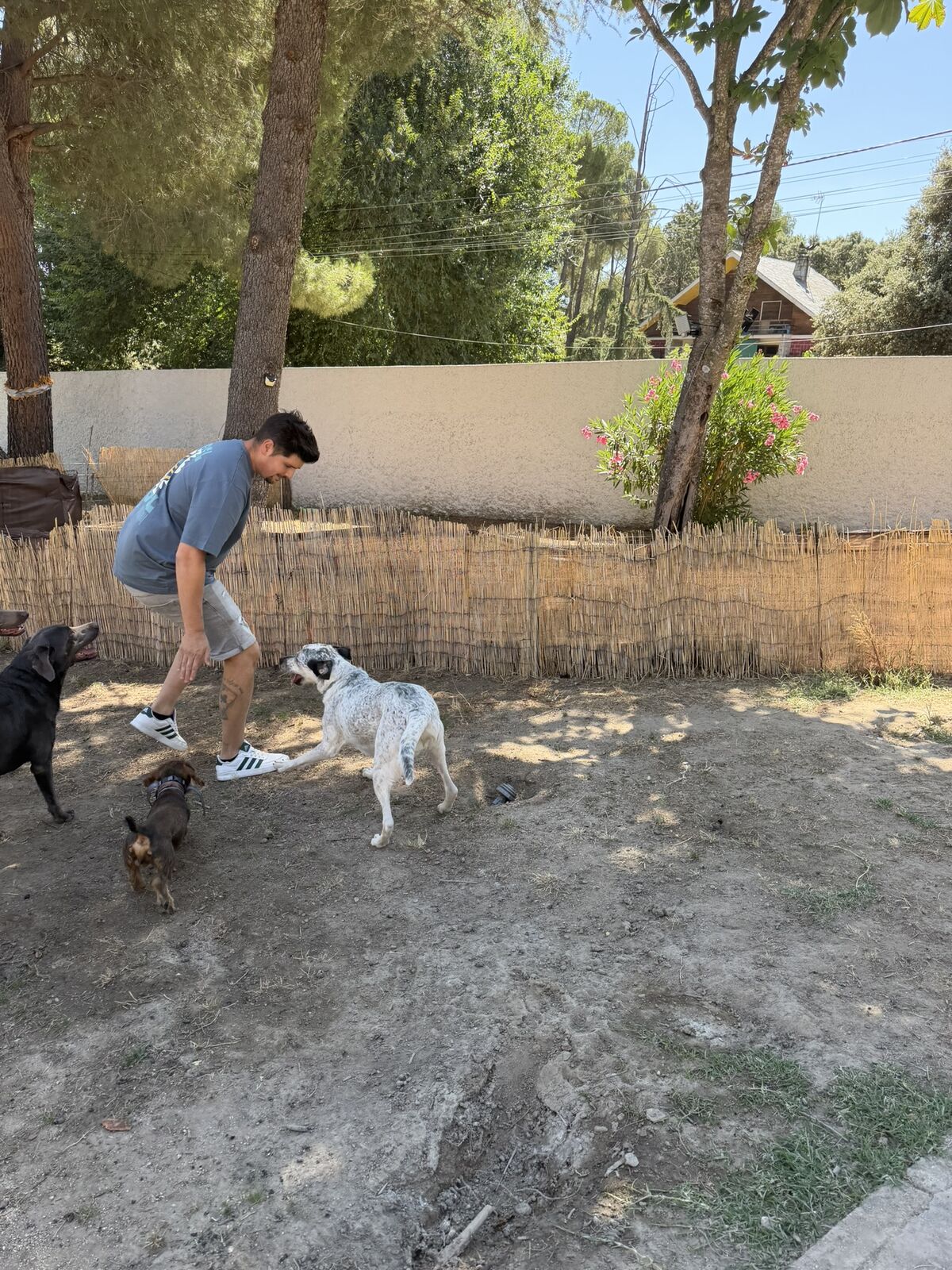 Perro alojado en Aloha Guau