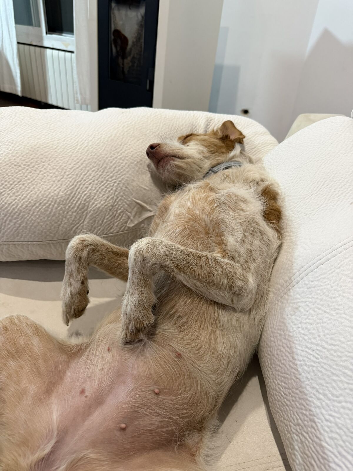 Perro alojado en Aloha Guau