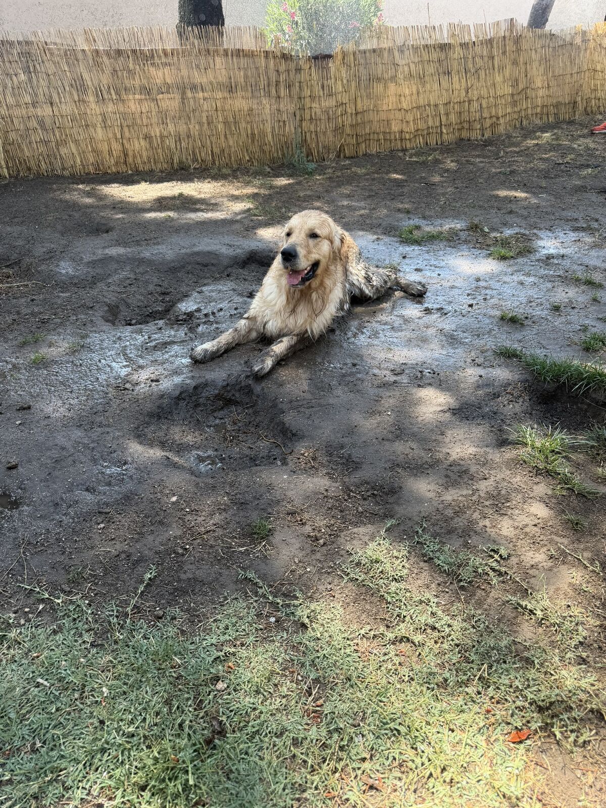 Perro alojado en Aloha Guau