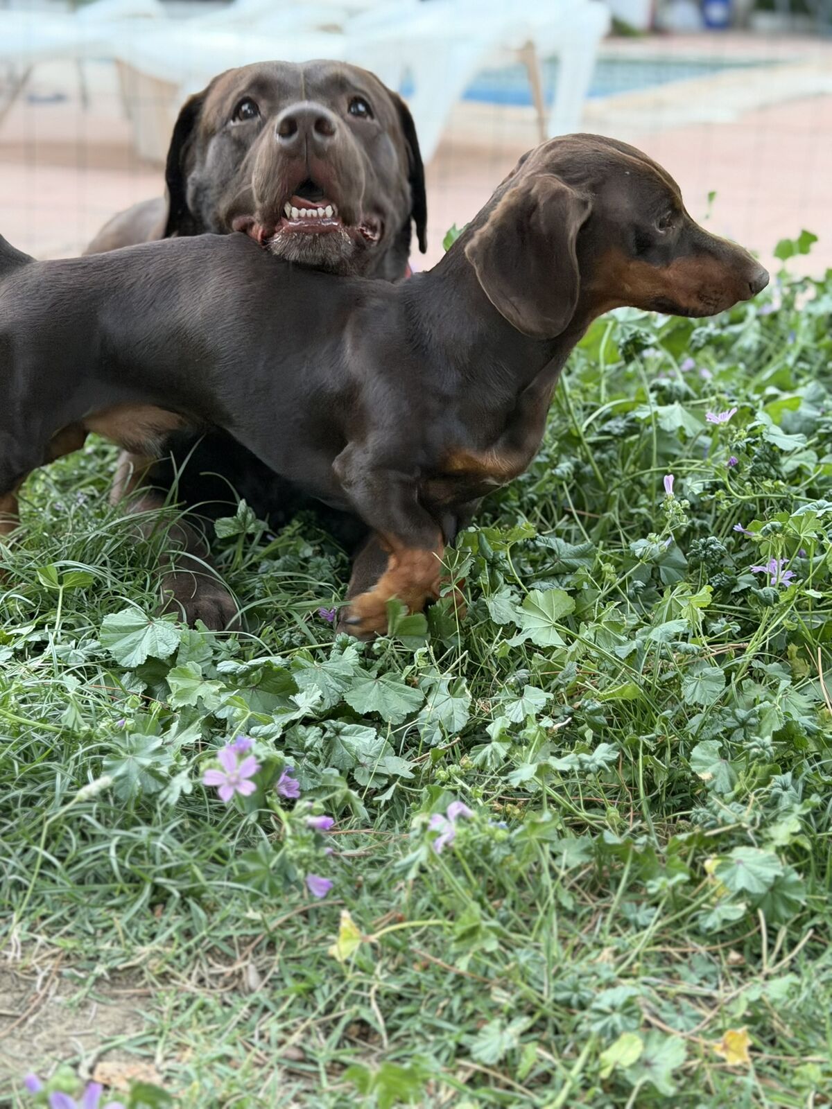 Perro alojado en Aloha Guau